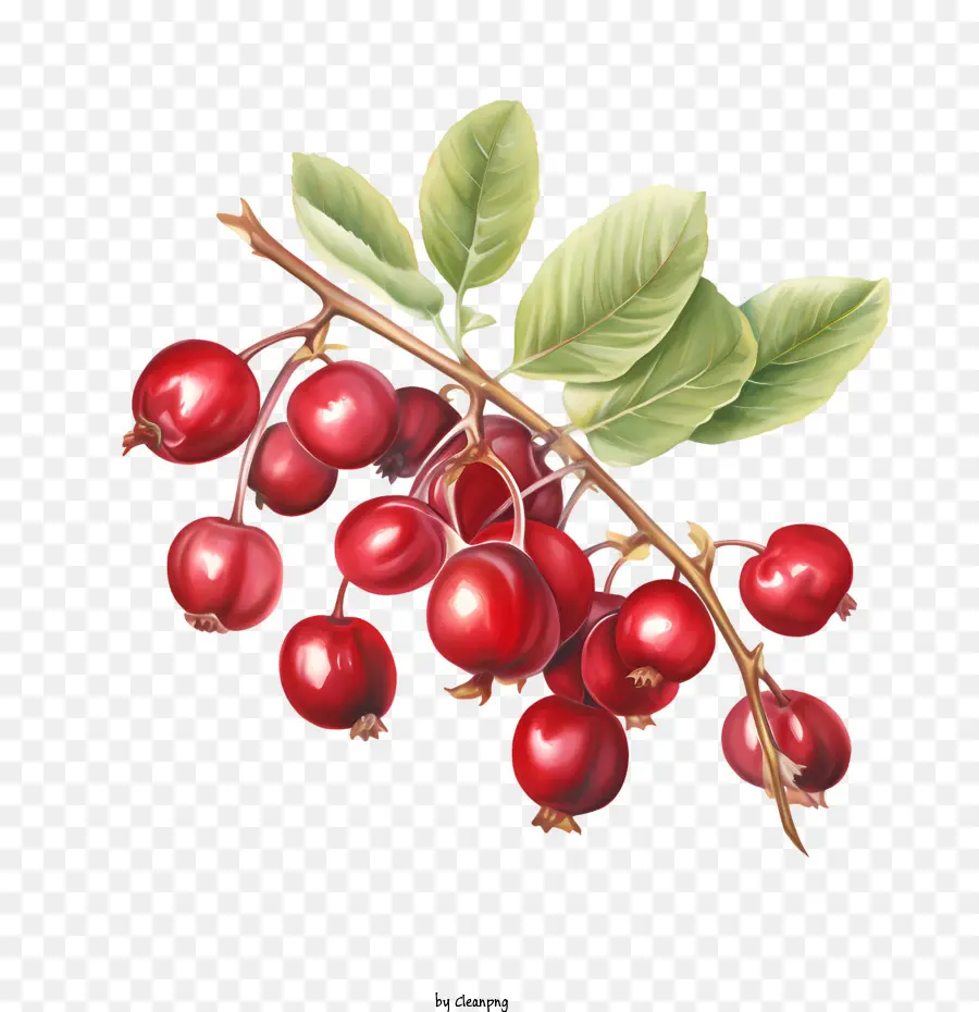 Cranberry Merah，Berry Merah Matang PNG