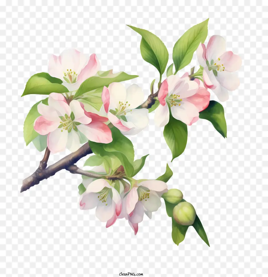 Apple Blossom，Cabang PNG