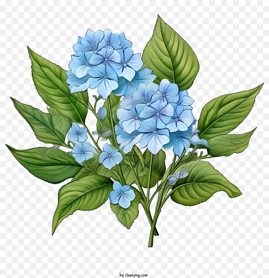 Bunga Hydrangea，Bunga Bunga Biru PNG