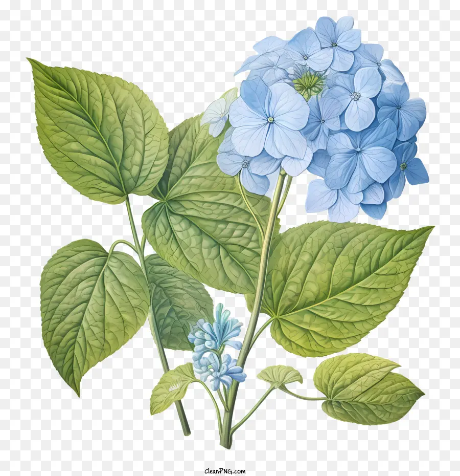 Bunga Hydrangea，Hydrangea Biru PNG