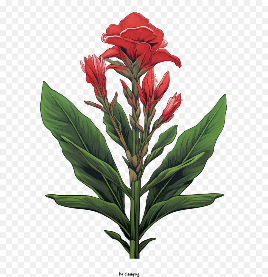 Canna Indica，Bunga Merah PNG