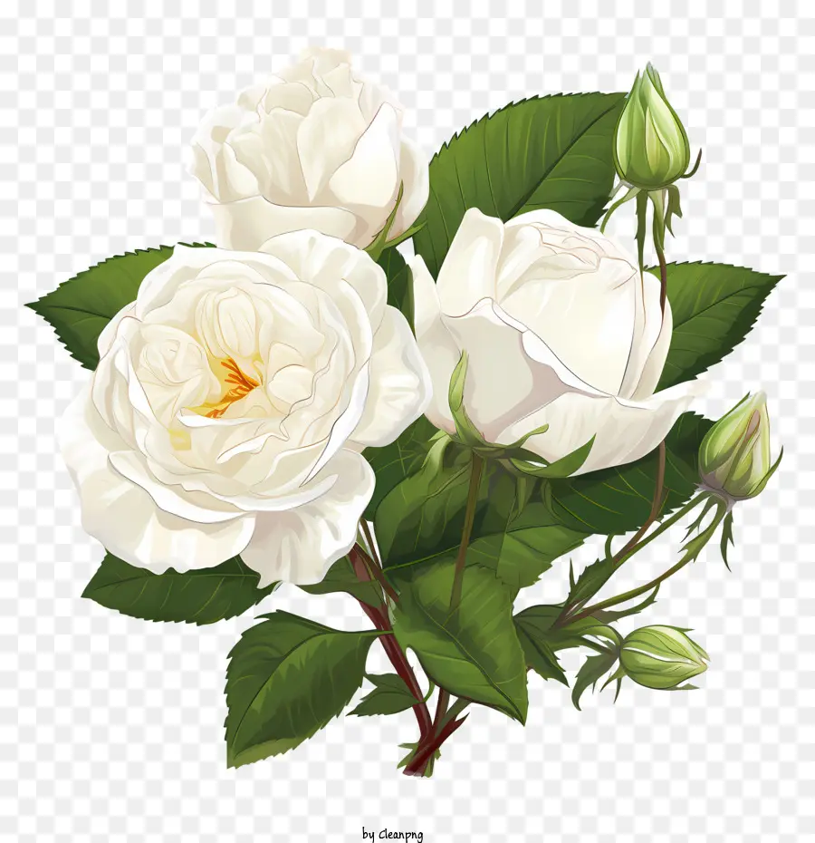 Bunga Mawar Putih，Naik PNG