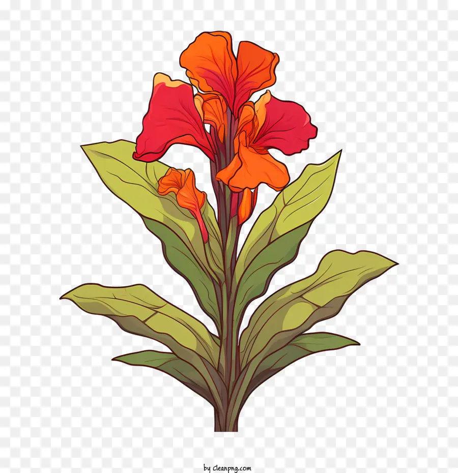 Canna Indica，Bunga Jeruk PNG