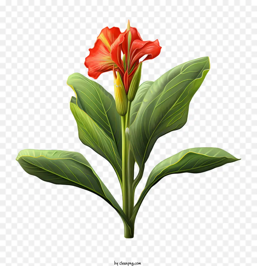 Canna Indica，Bunga Merah PNG