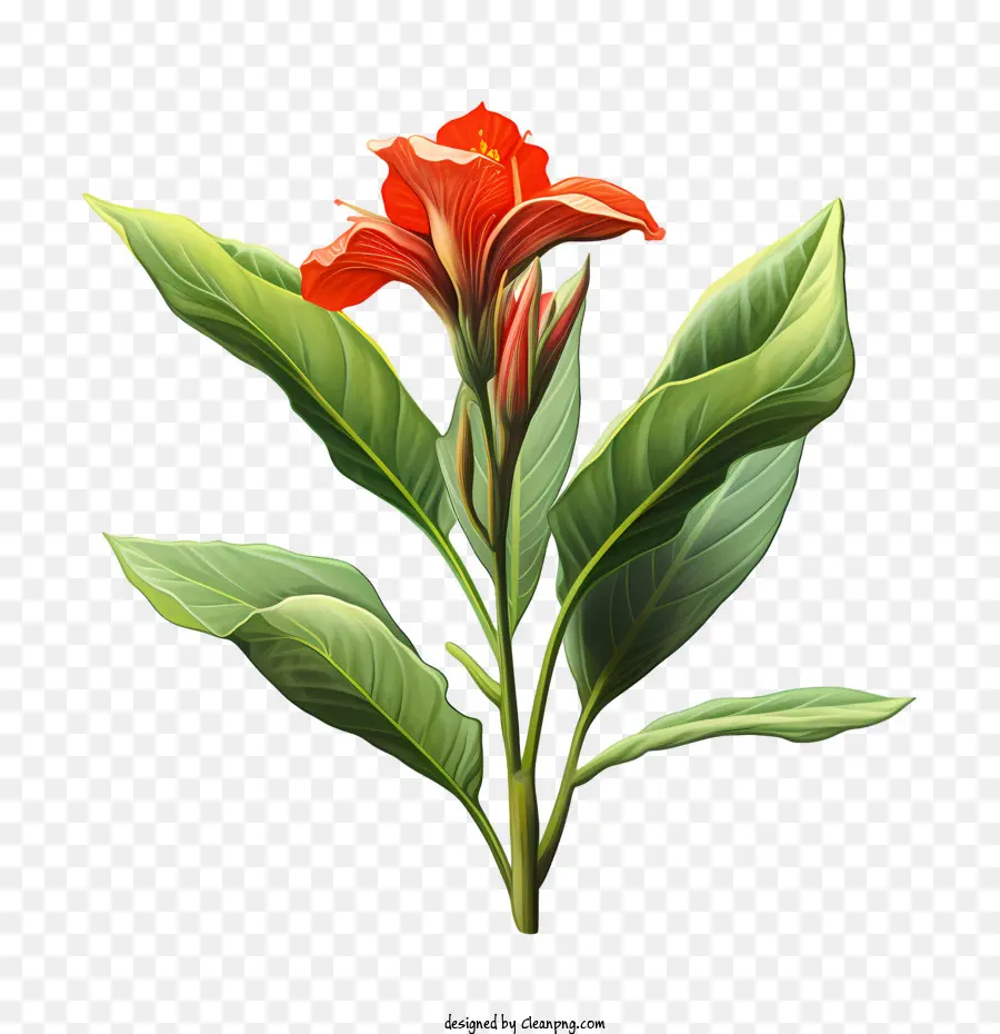 Canna Indica，Bunga Merah PNG