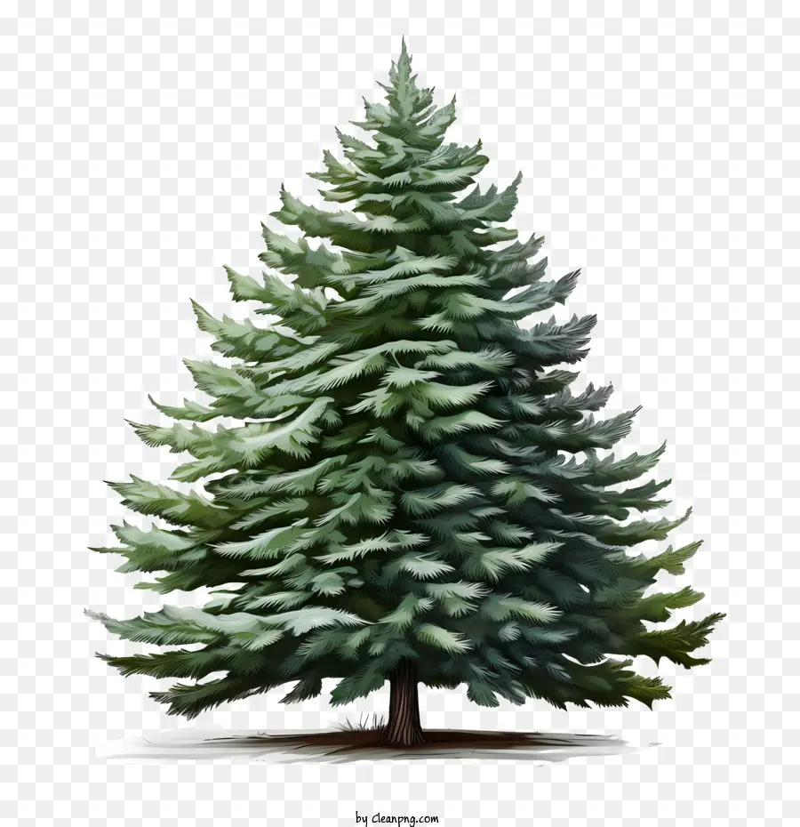 Pohon Cemara，Pohon Natal PNG