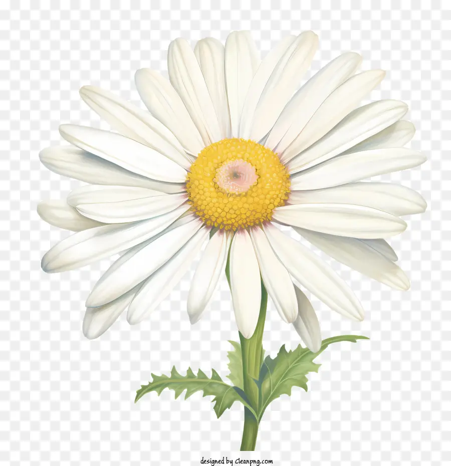 Bunga Daisy，Daisy Putih PNG