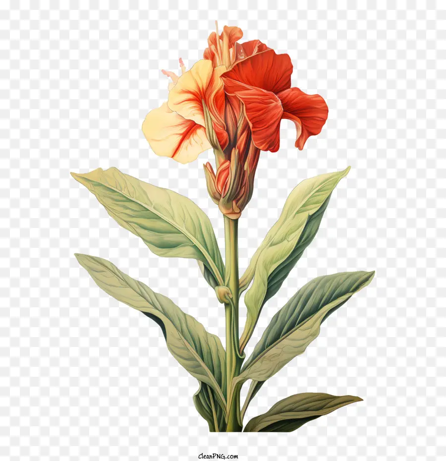 Canna Indica，Bunga Jeruk PNG