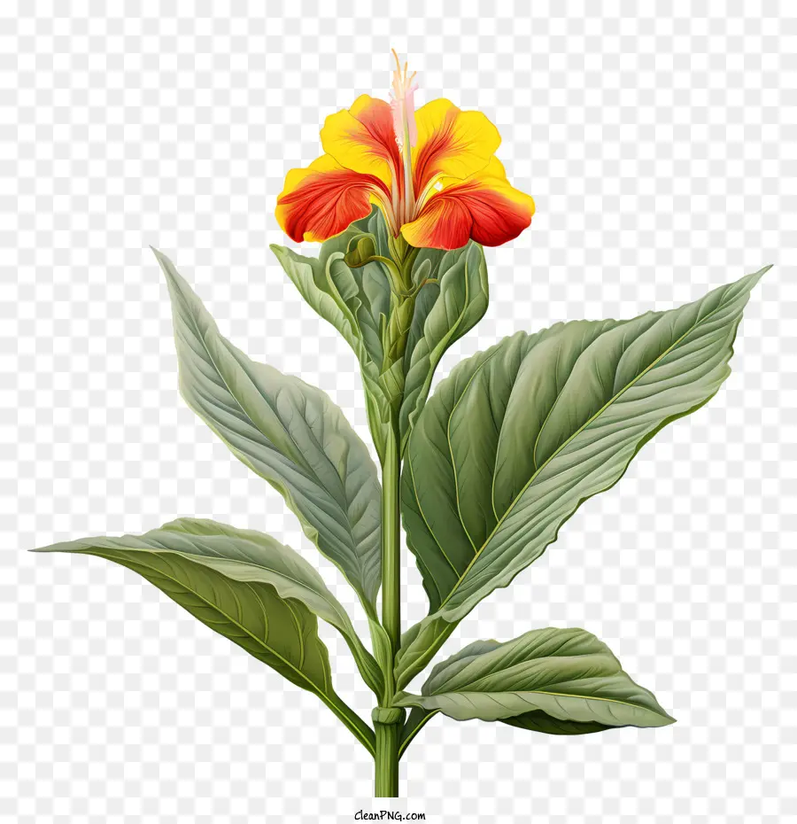 Canna Indica，Bunga Jeruk PNG