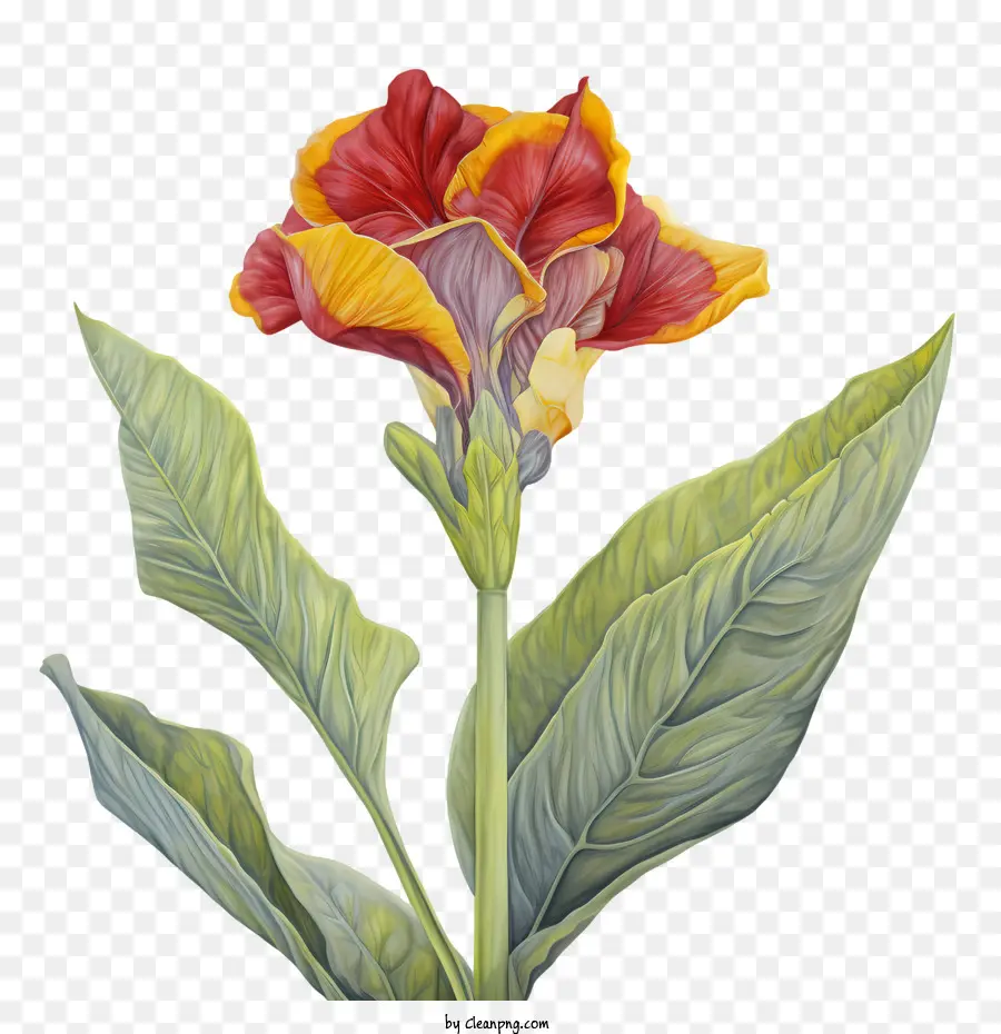 Canna Indica，Bunga Merah PNG