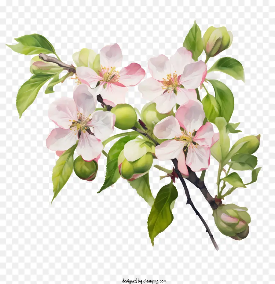 Apple Blossom，Cat Air PNG
