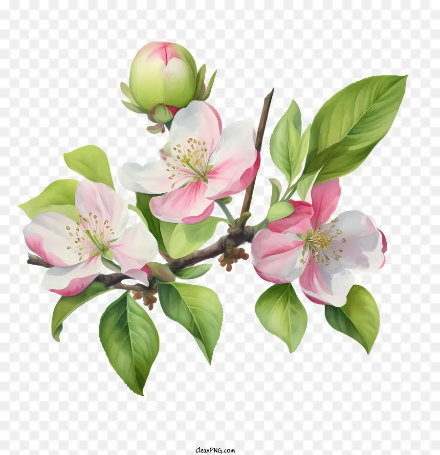 Apple Blossom，Mekar PNG