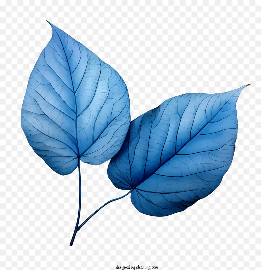 Daun Biru，Daun PNG