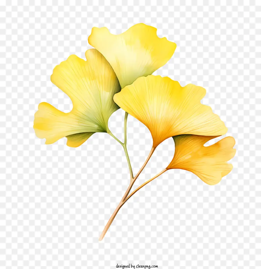 Daun Ginkgo Biloba，Daun Kuning PNG