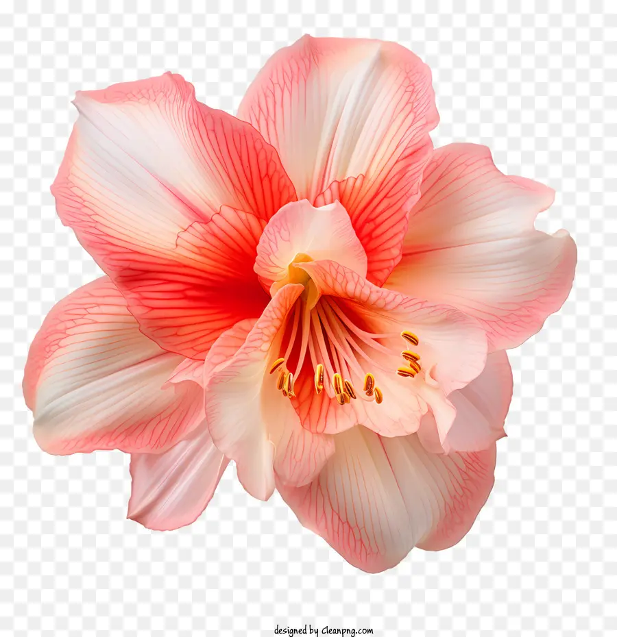 Bunga Amaryllis，Bunga Merah Muda PNG