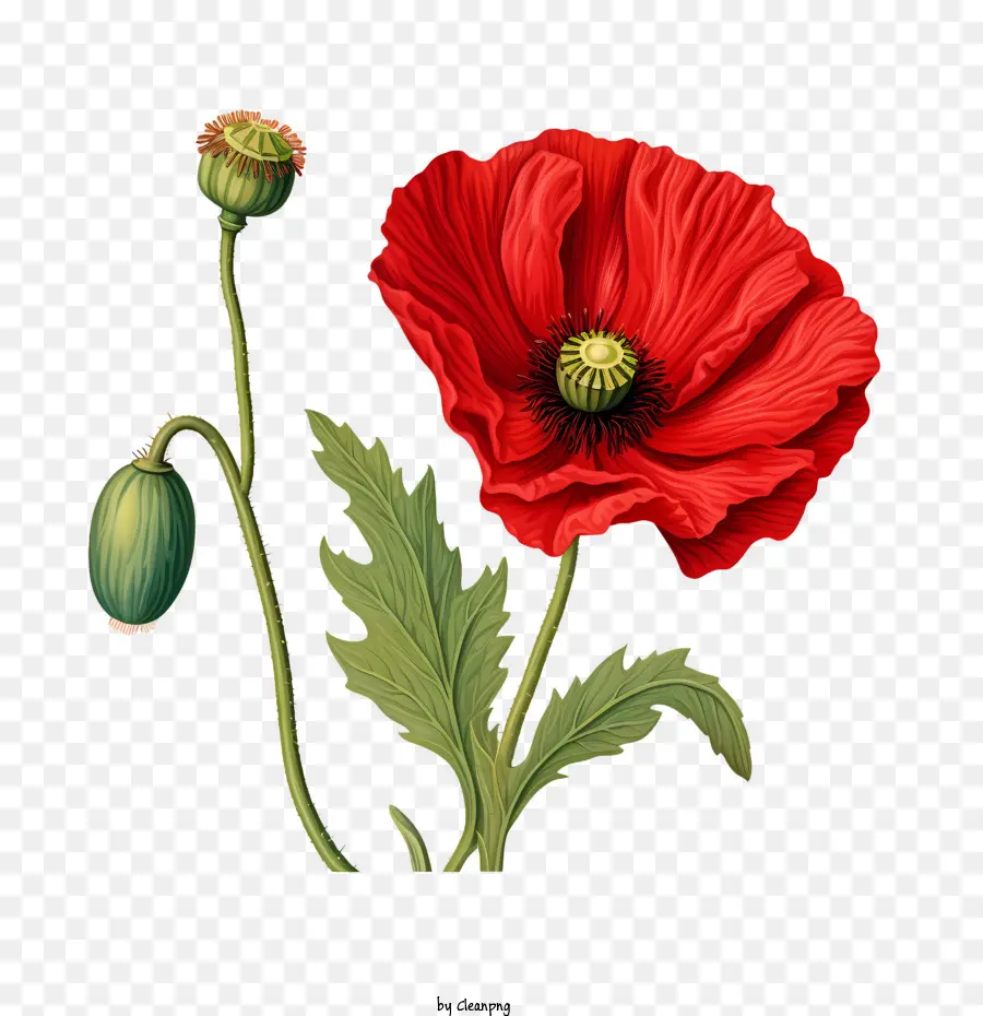 Bunga Poppy，Bunga Poppy Merah PNG