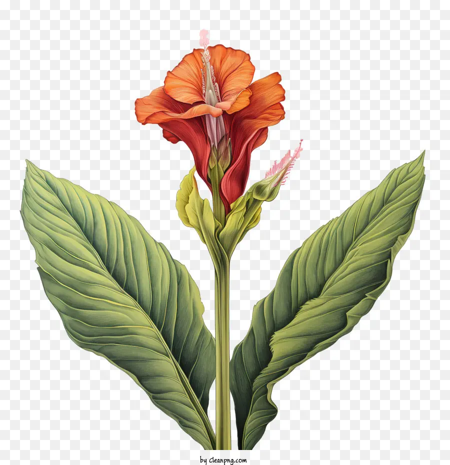 Canna Indica，Bunga Jeruk PNG