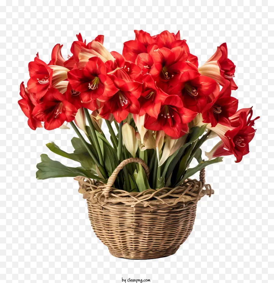 Bunga Amaryllis，Amarilis Merah PNG