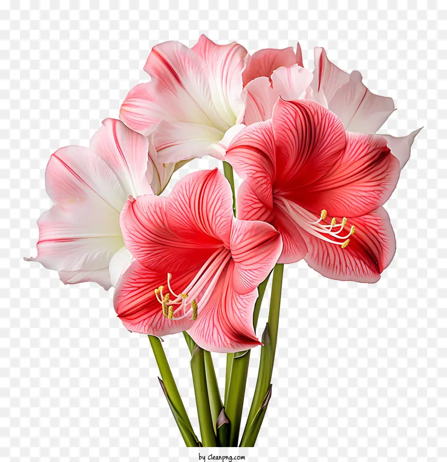 Bunga Amaryllis，Pink PNG