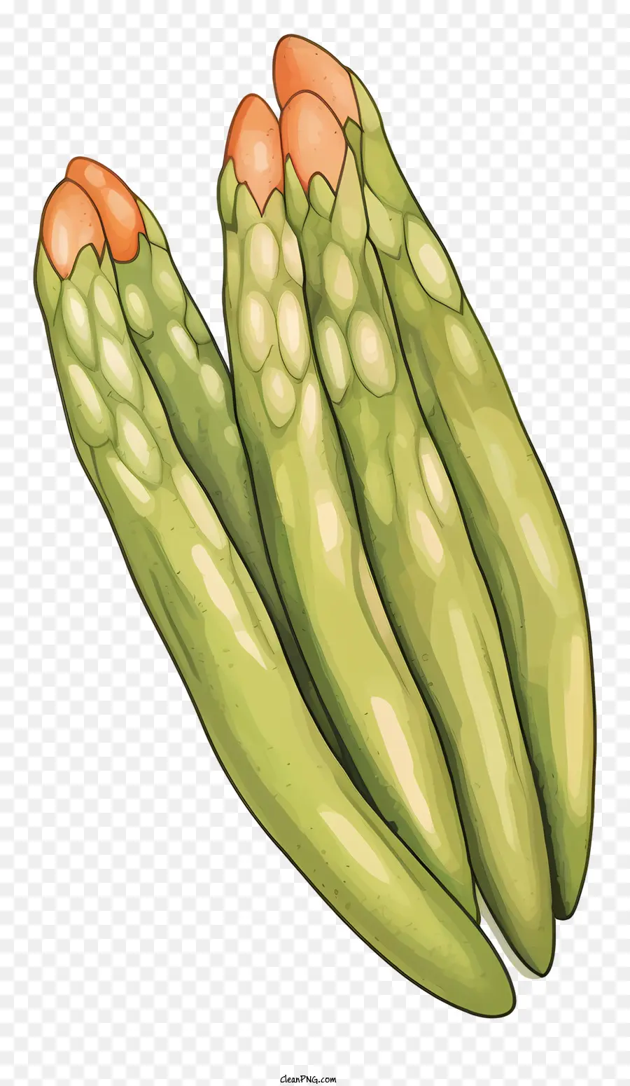 Asparagus，Hijau PNG