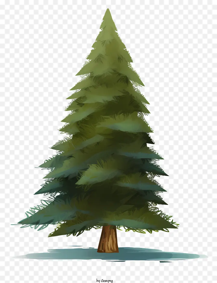 Pohon Pinus，Hijau Pohon PNG