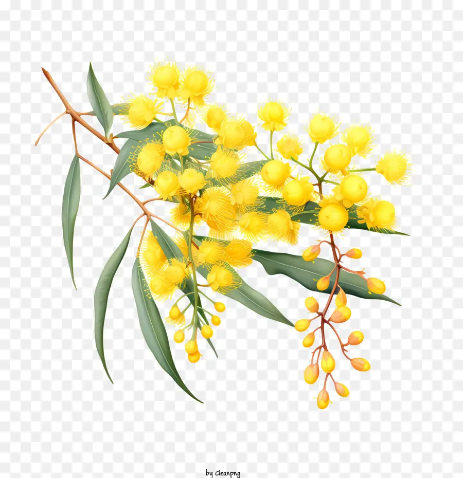 Wattle Emas，Bunga Kuning PNG