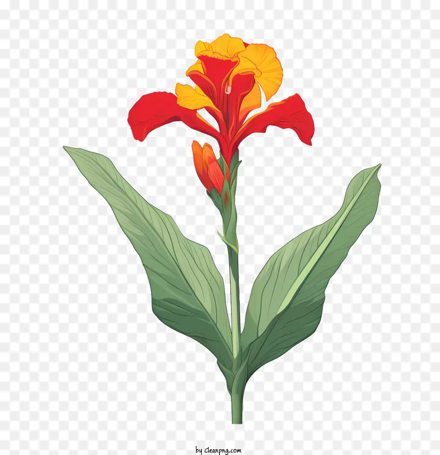 Canna Indica，Bunga Jeruk PNG