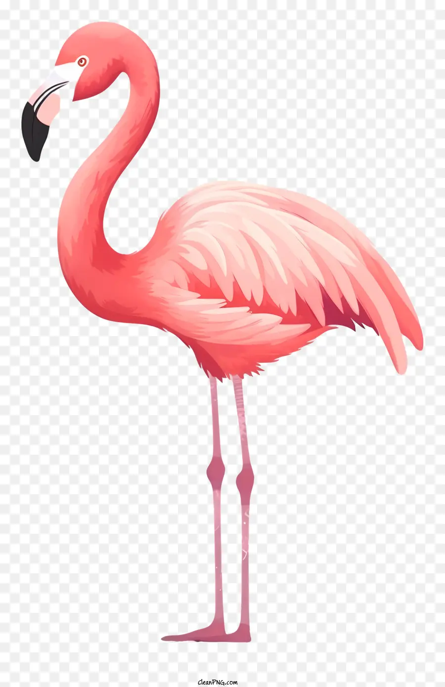 Flamingo Merah Muda，Flamingo PNG