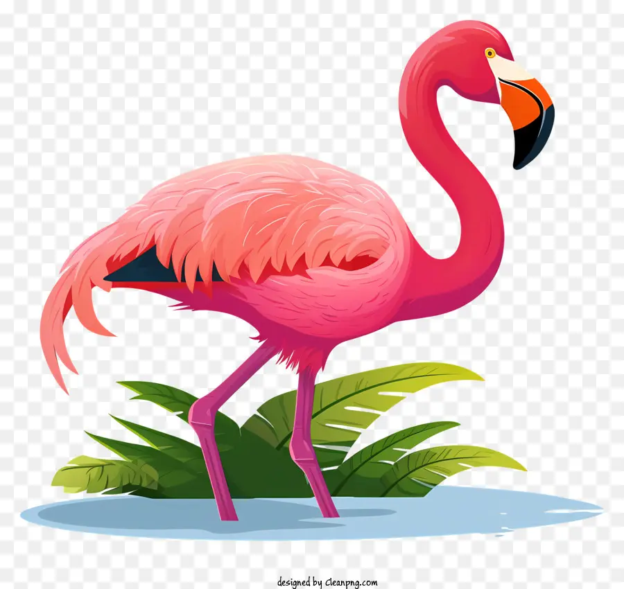 Flamingo Merah Muda，Flamingo PNG