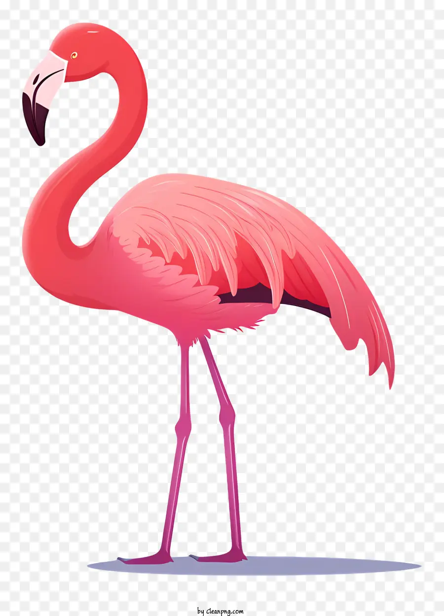 Flamingo Merah Muda，Flamingo PNG