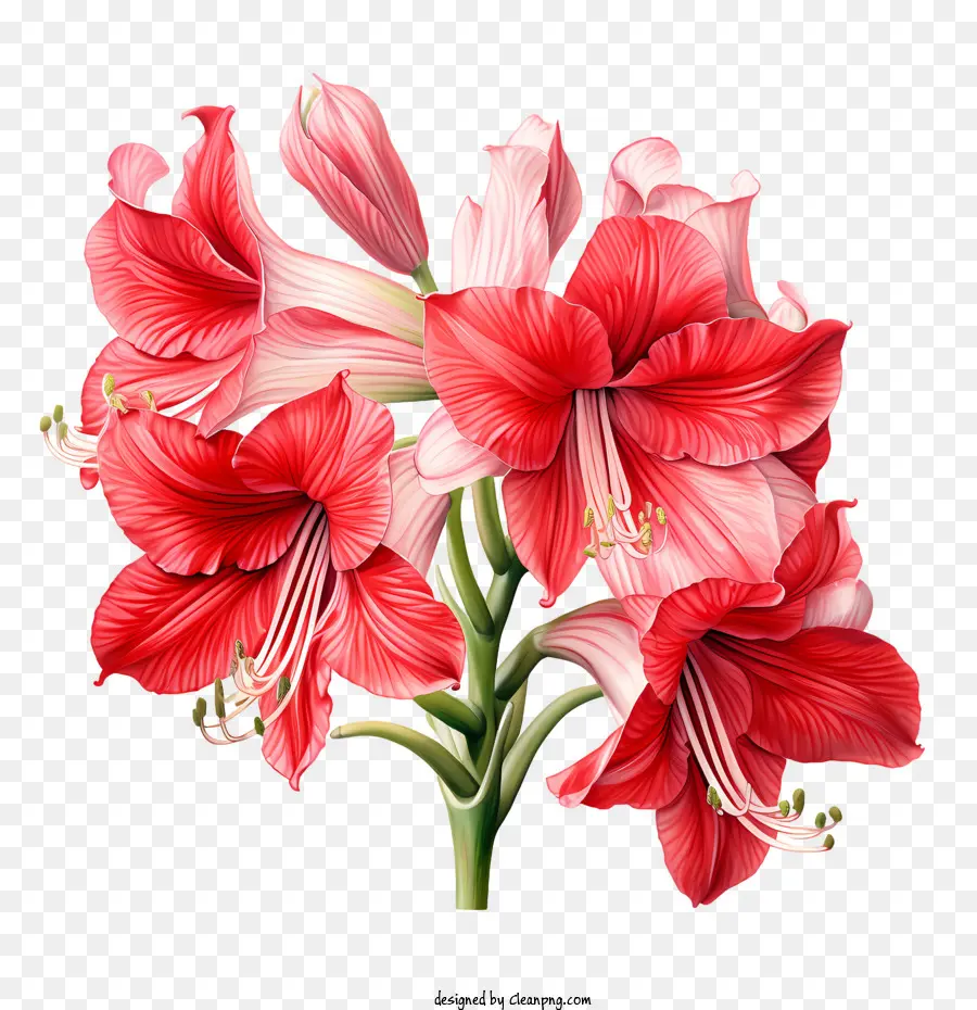 Bunga Amaryllis，Bunga Merah Muda PNG