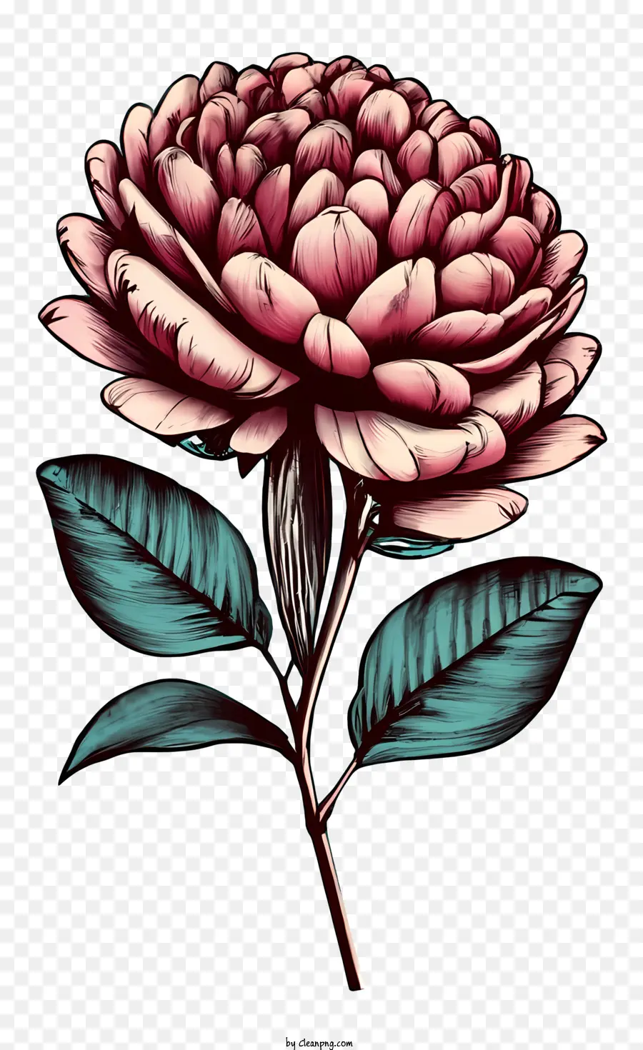 Rose Antik，Bunga PNG