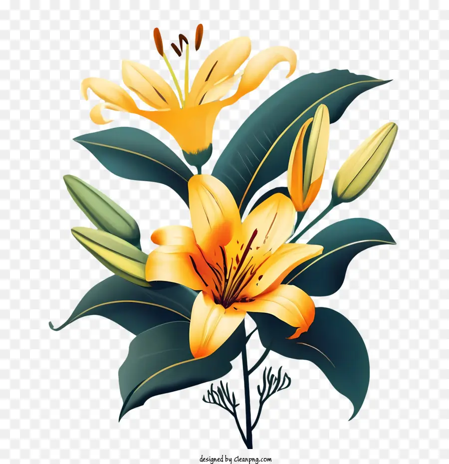 Bunga Lily，Lily PNG