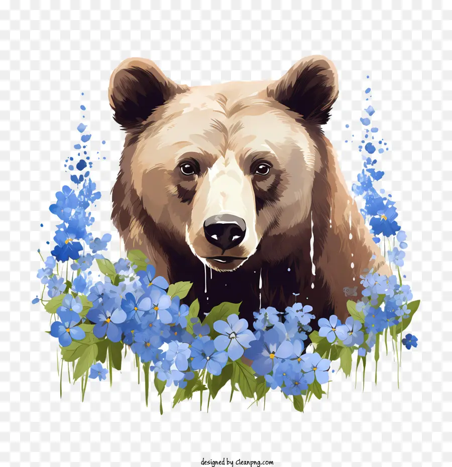 Beruang Grizzly，Beruang PNG