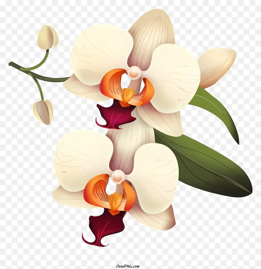 Bunga Anggrek，Benang Sari Dan Putik PNG