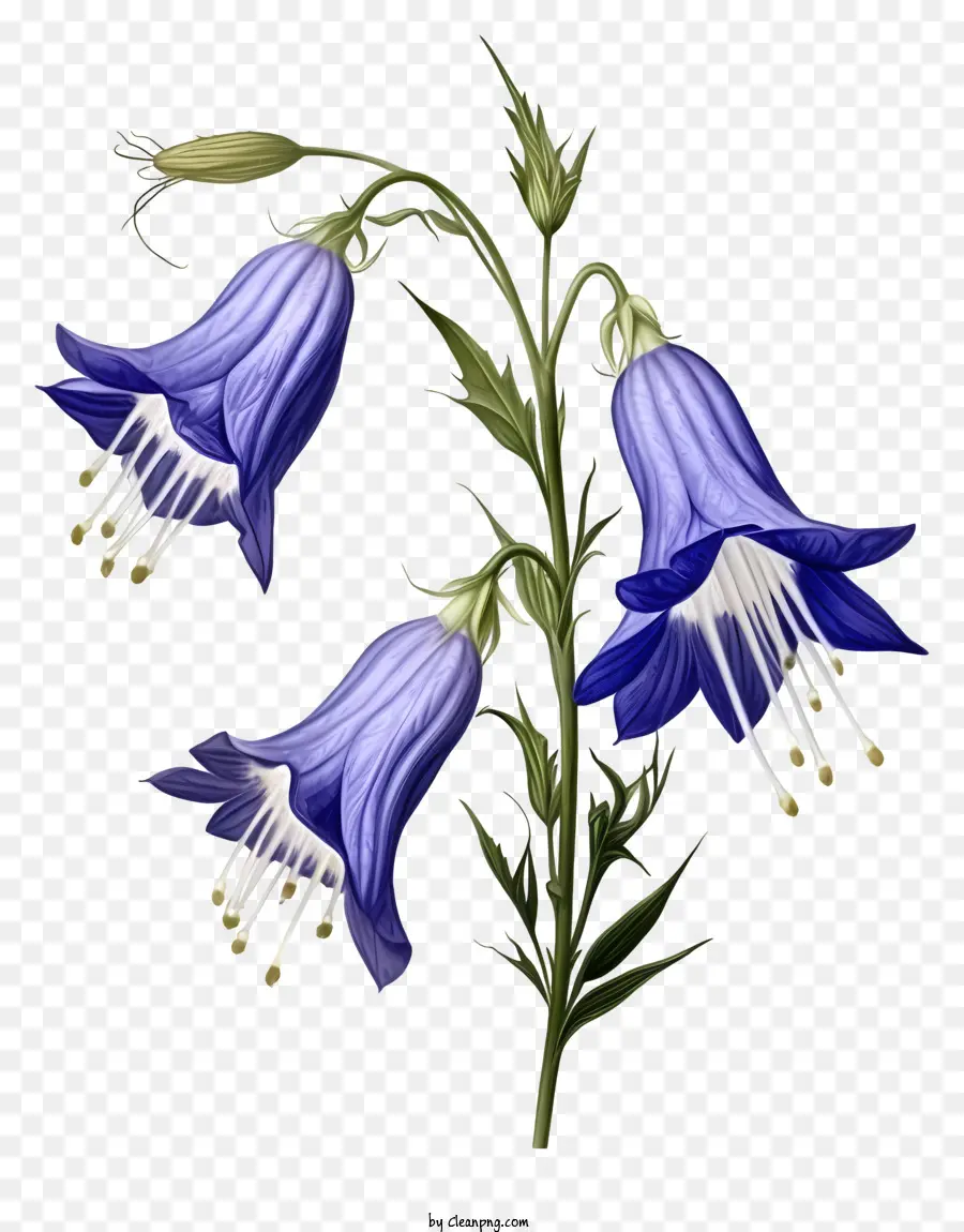 Bunga Bel Biru，Kelopak Putih PNG