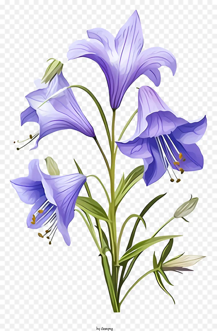 Bunga Biru，Kelopak PNG