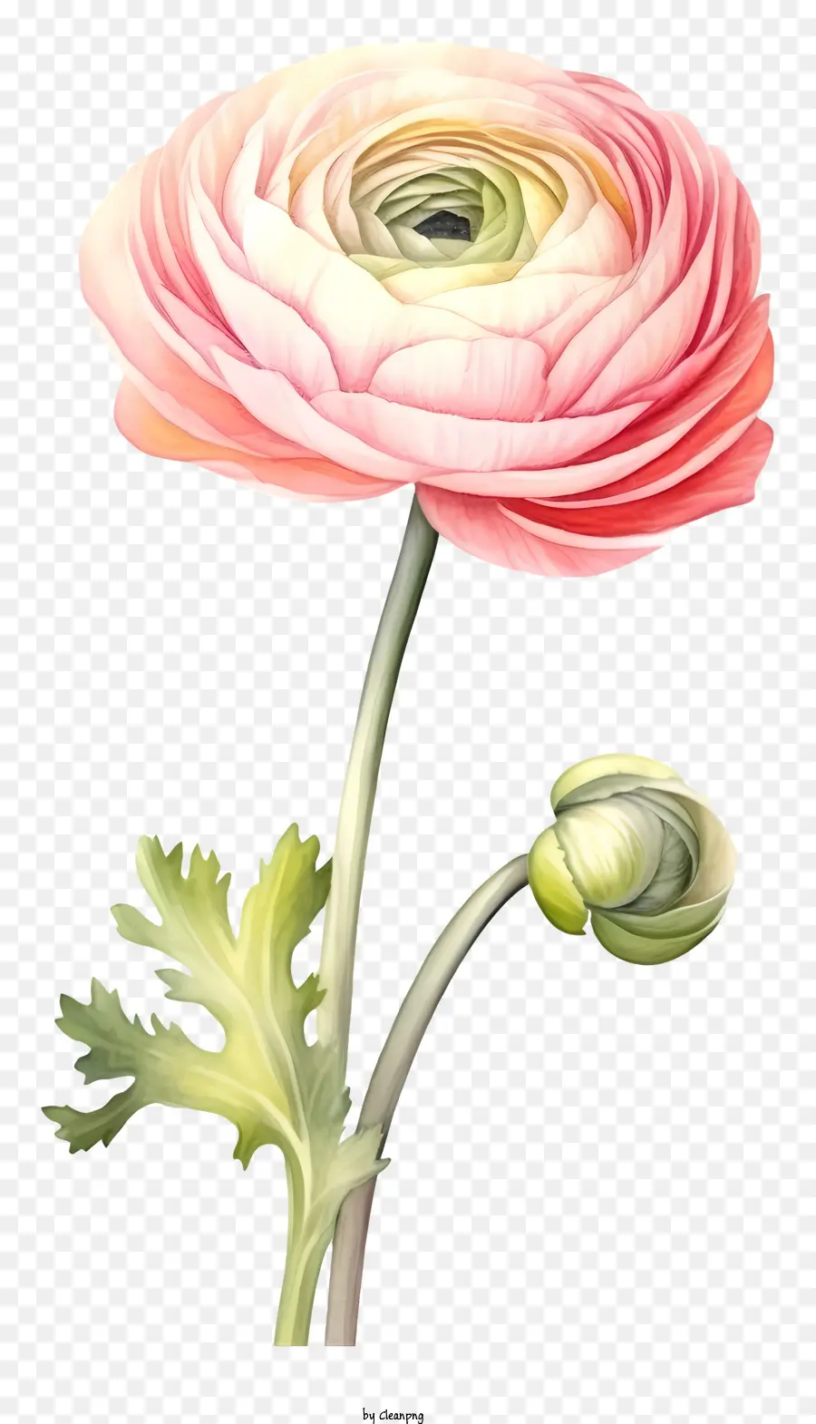 Bunga Anemon Merah Muda，Benang Sari Dan Putik PNG