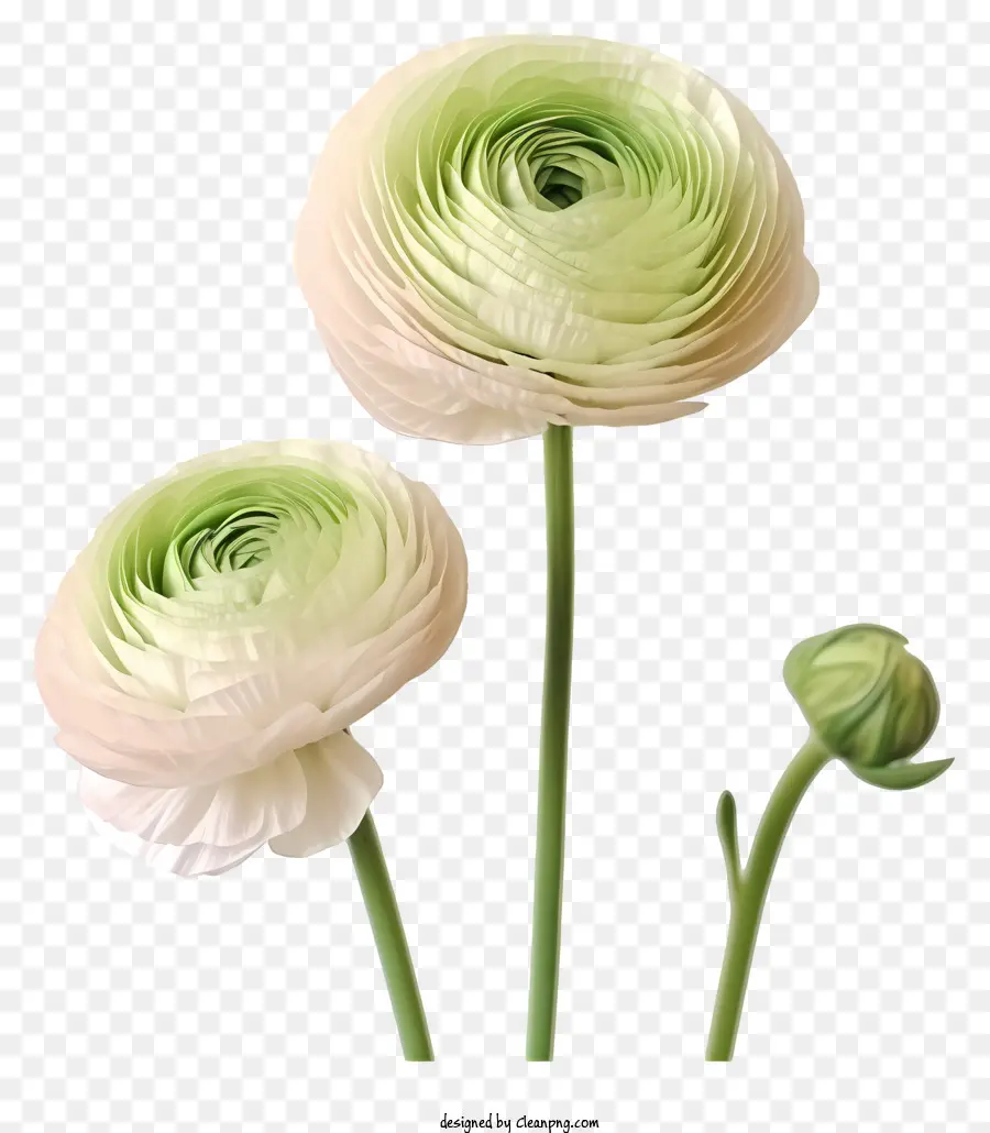 Bunga Putih，Bunga Ranunculus PNG