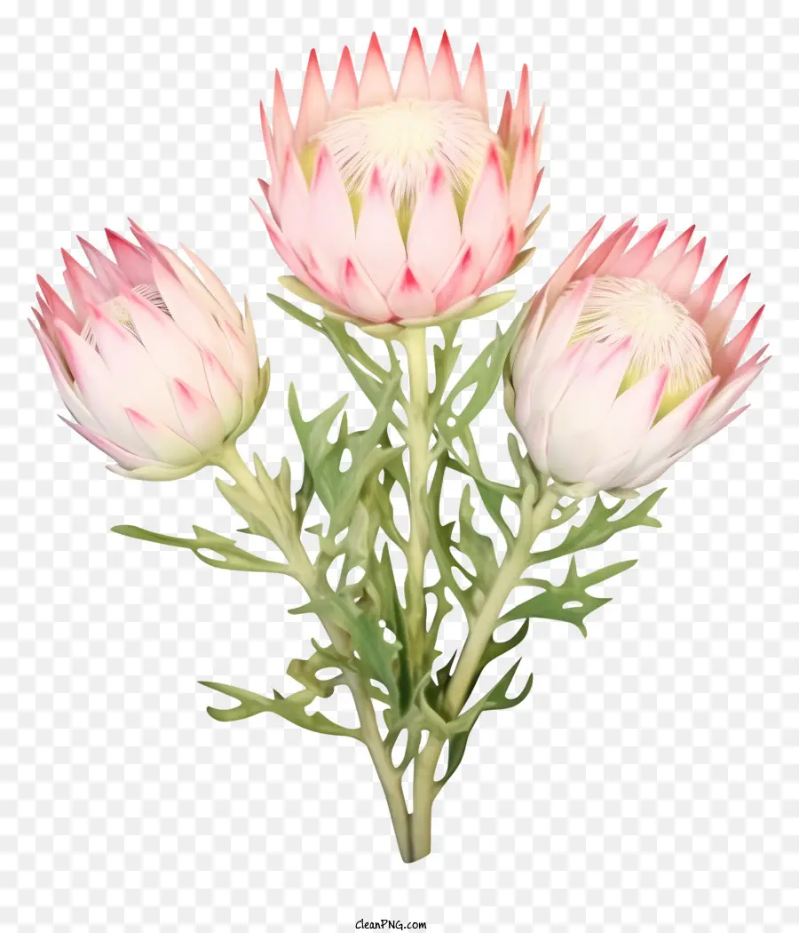 Proteas Putih，Proteas Merah Muda PNG