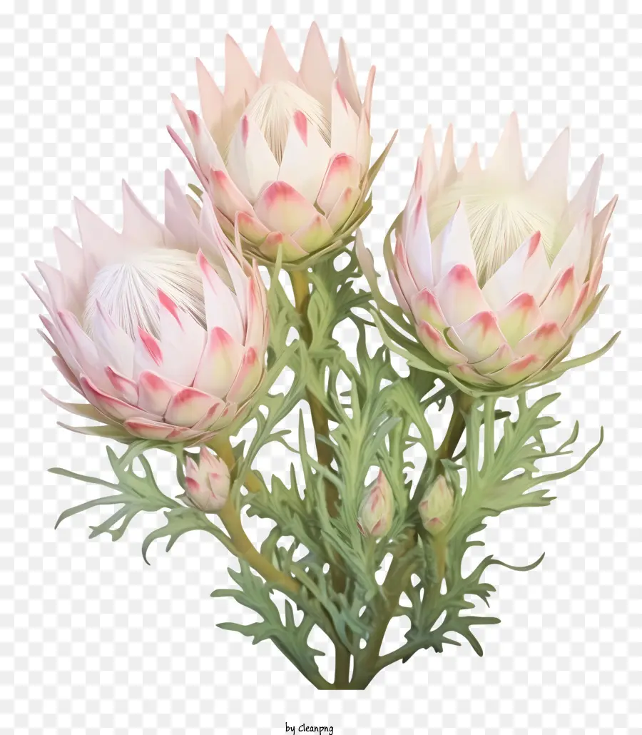 Protea Putih，Bunga Protea PNG