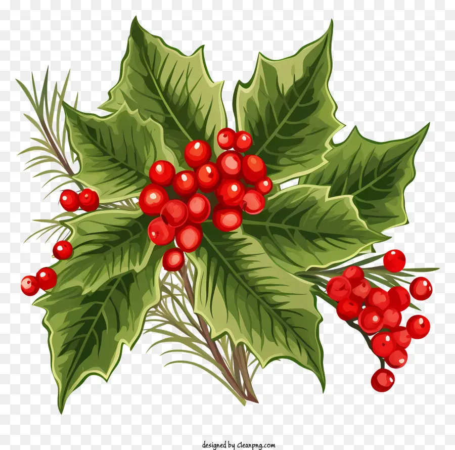 Semak Holly，Daun Dan Buah Holly PNG