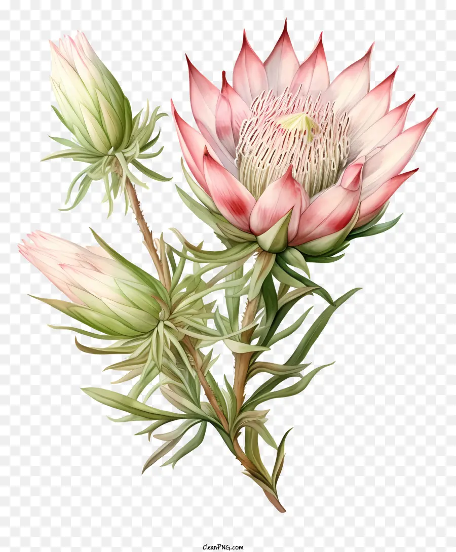 Bunga Protea，Tanaman PNG