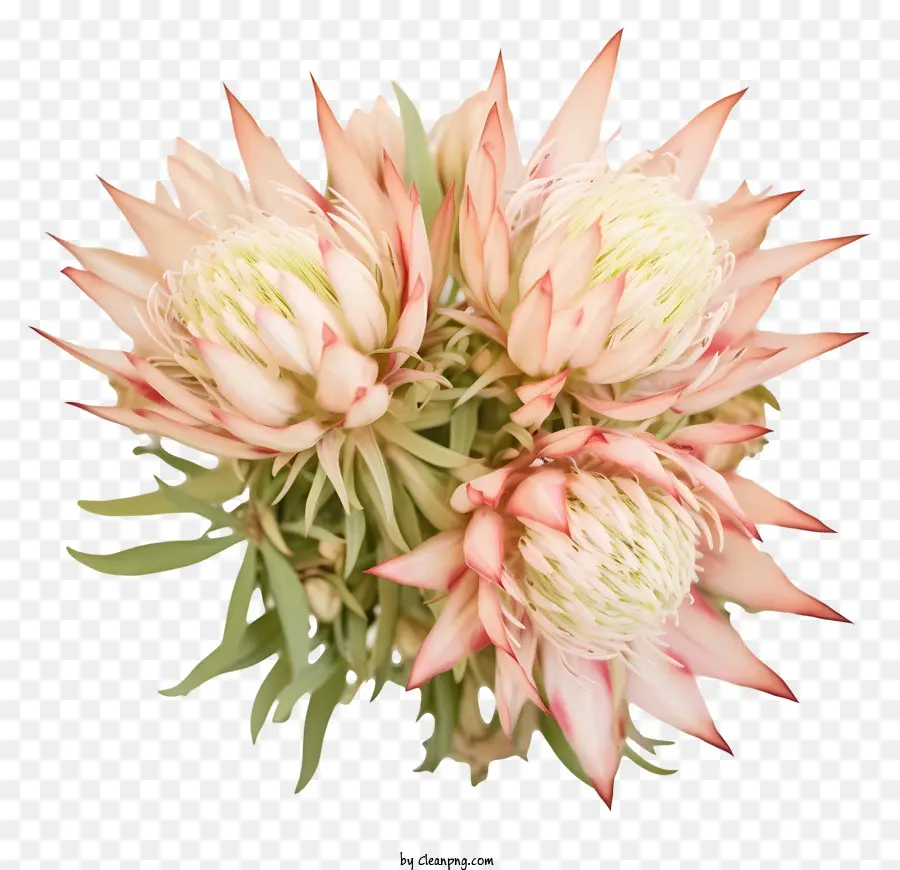 Protea，Bunga Eksotis PNG