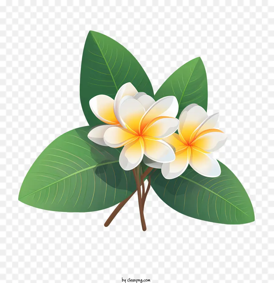 Bunga Kamboja，Bunga PNG