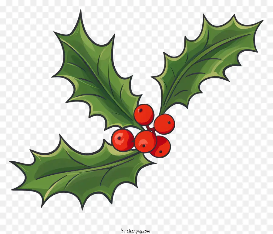 Buah Beri Holly，Holly PNG