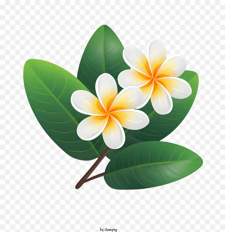 Bunga Kamboja，Hawaii PNG