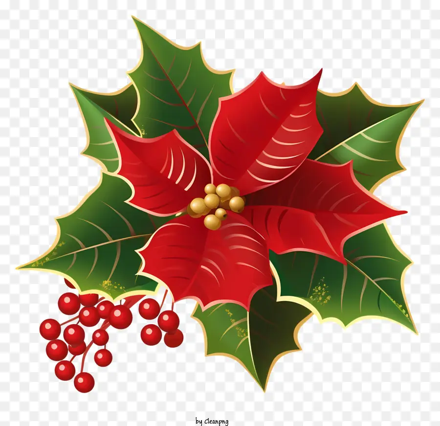 Bunga Poinsettia，Holly PNG