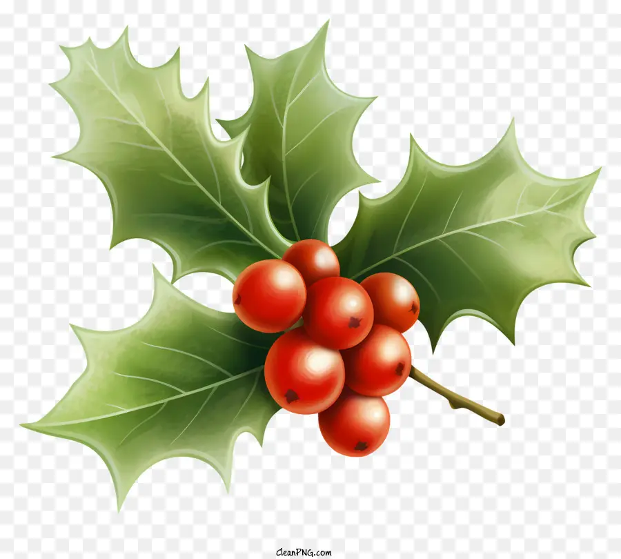 Daun Holly，Holly PNG