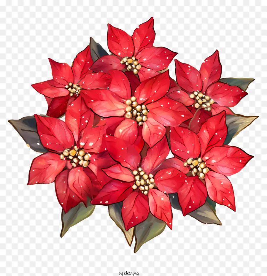 Bunga Poinsettia，Poinsettia PNG